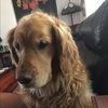 rozthedog