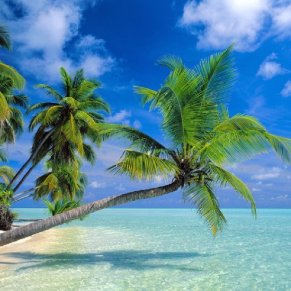 tropictreasures