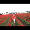 chihoang_1993