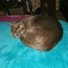 shercrazycat69