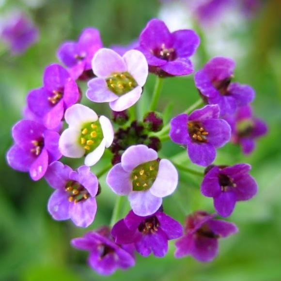 alyssum8
