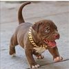 carl1223