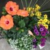 anu_shop