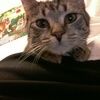 whiskeylily