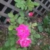 pennyann70