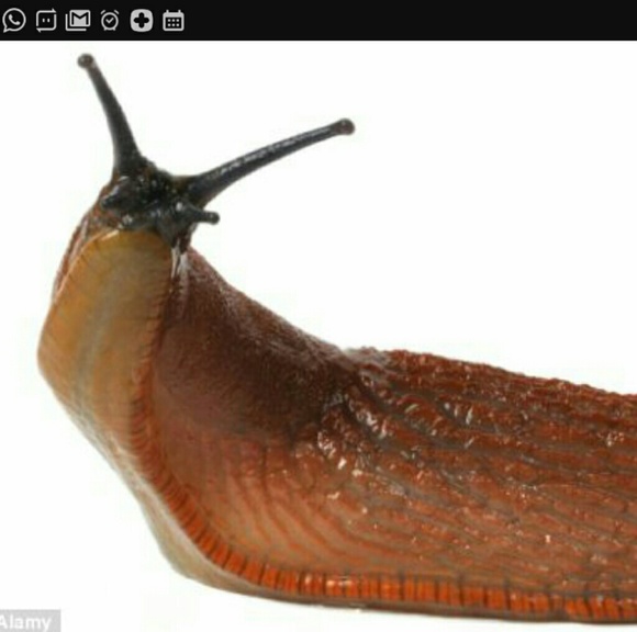 theslug
