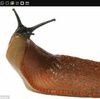 theslug