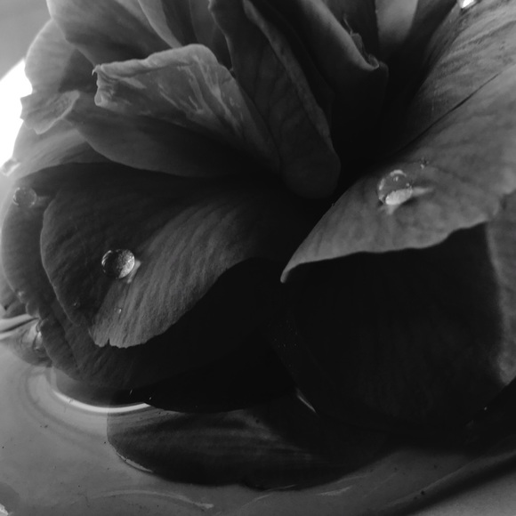 letipalomino03