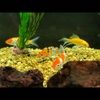astroboom27
