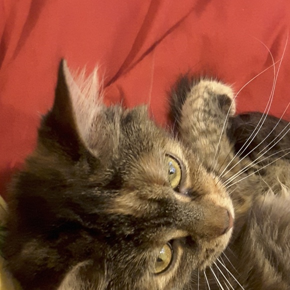 ameow12