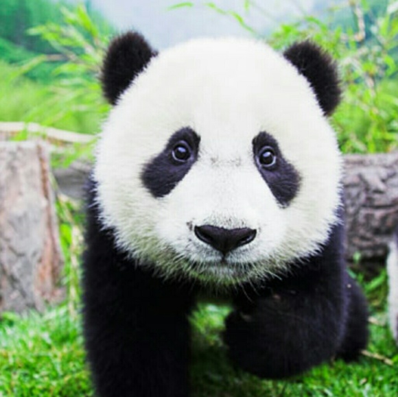 timypandabear