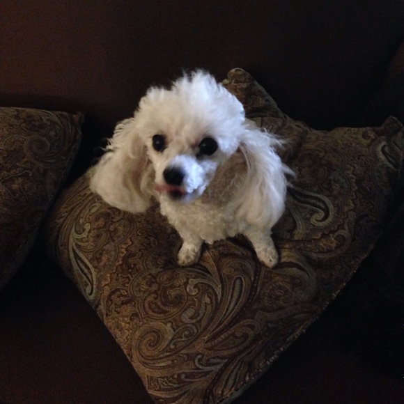 nupiedog