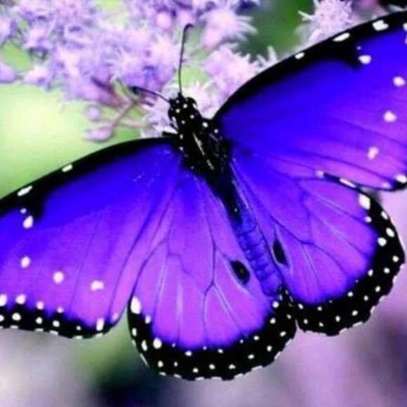 purpleheb