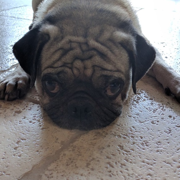 pughug