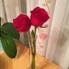 el_mira