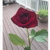 hillina_b