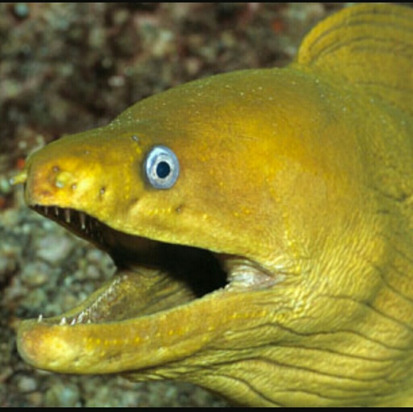 snuzen