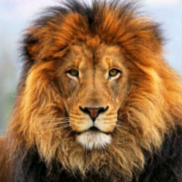 lion_faze