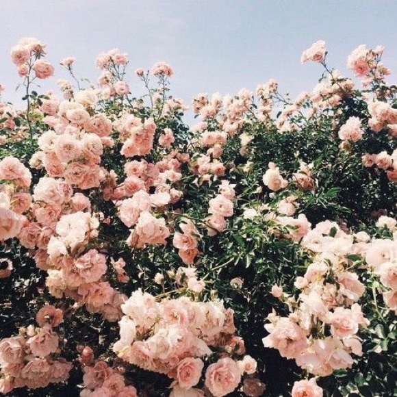 amanda_w103