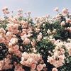amanda_w103