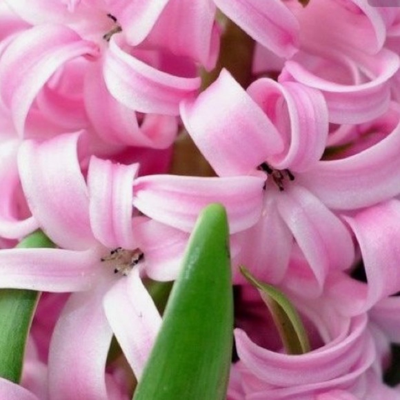 hyacinth68