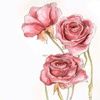 rose_scloset