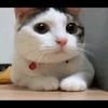 mshamila