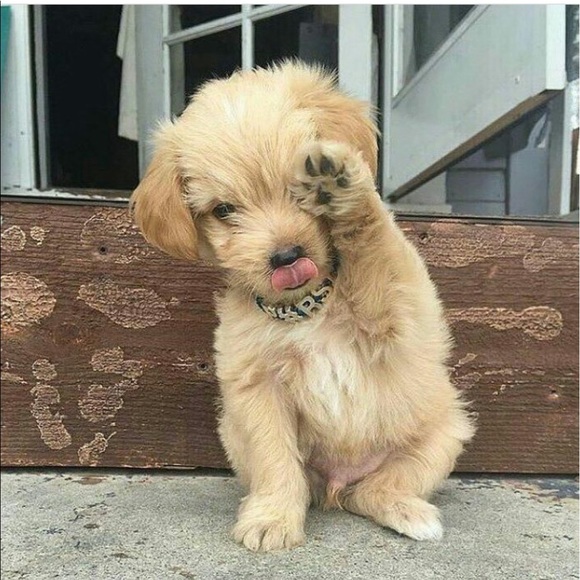 thaisrll