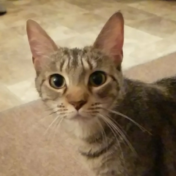 babykat34