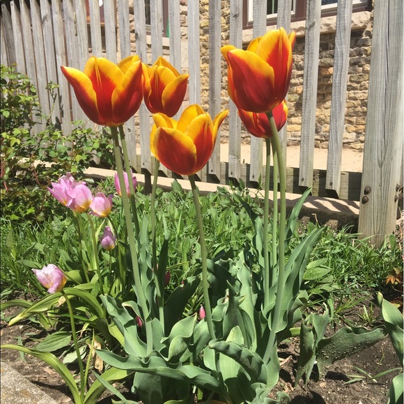 poppiesms