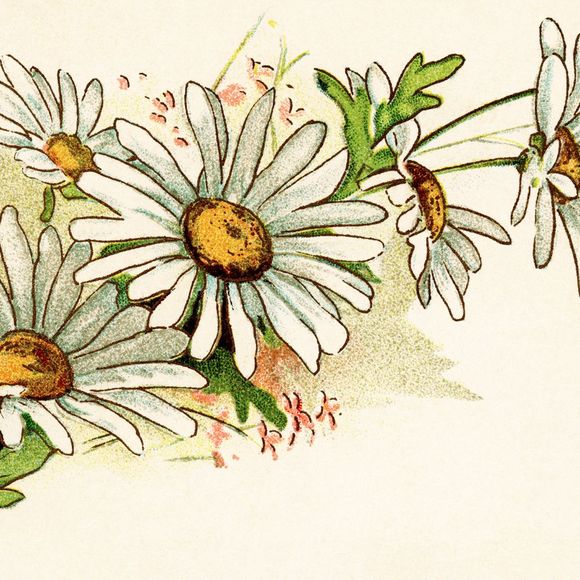 foxtrotdaisies