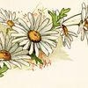 foxtrotdaisies