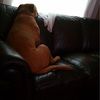 adoptashelter