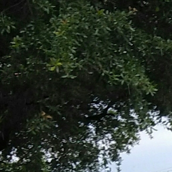 vrmz0