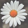 daisygraceco
