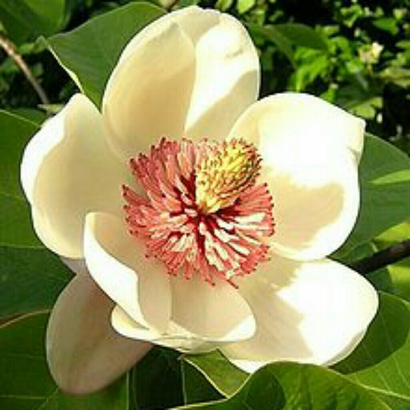 magnoliabloom