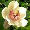 magnoliabloom