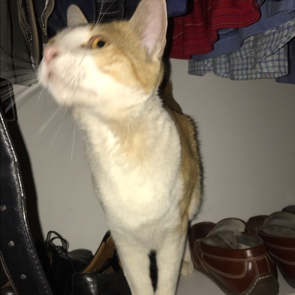 dontstopmemeow