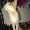 dontstopmemeow