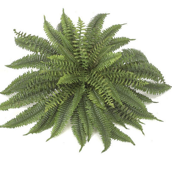 fillyandfern