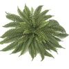 fillyandfern