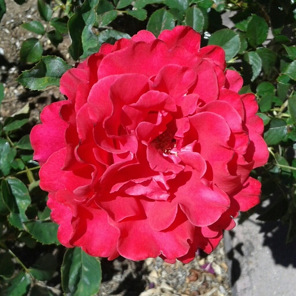 begurule_11