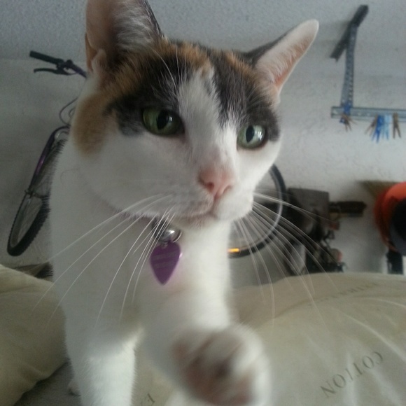 lucycat459