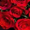 biancas562