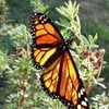 savemonarchs