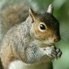 aj7squirrel