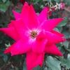 emily_032