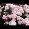 talia1239