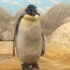 tj_harpseal