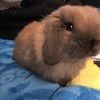 nilla252
